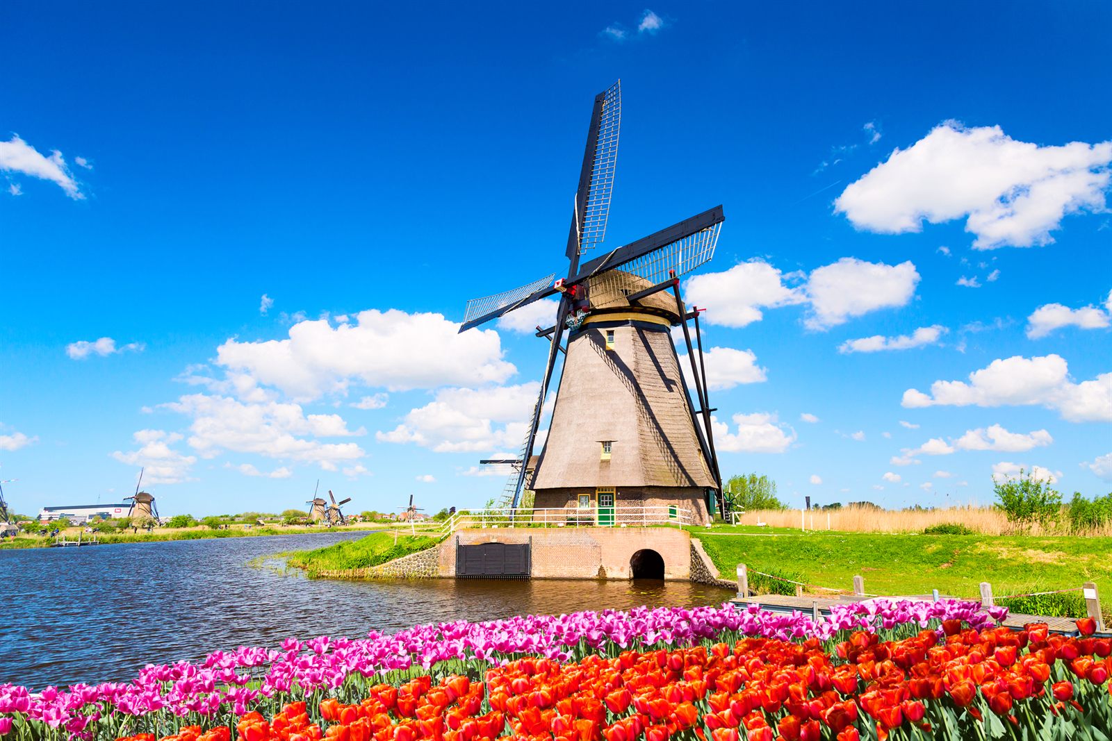 Windmill behind tulips
